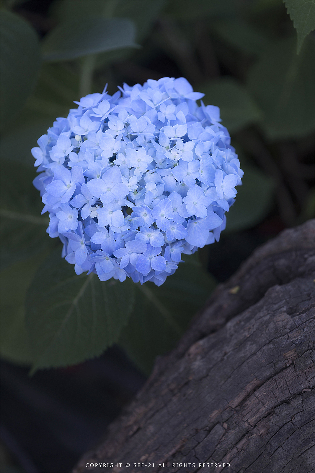 初夏的颜色 ​​​​ 无尽夏（图ZMTE0NDI2MDI4） - 风光摄影 - 站酷设计师See21原创素材 - 站酷ZCOOL