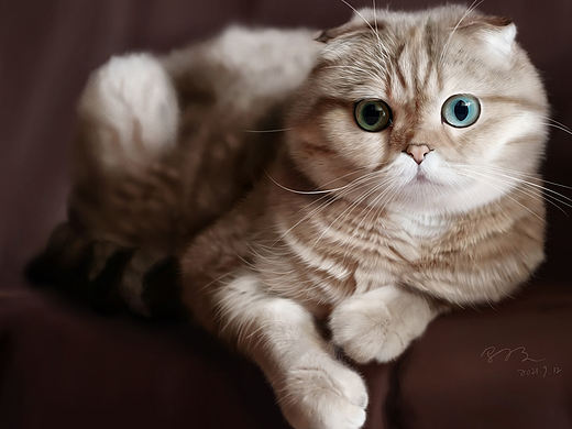 猫咪手绘练习