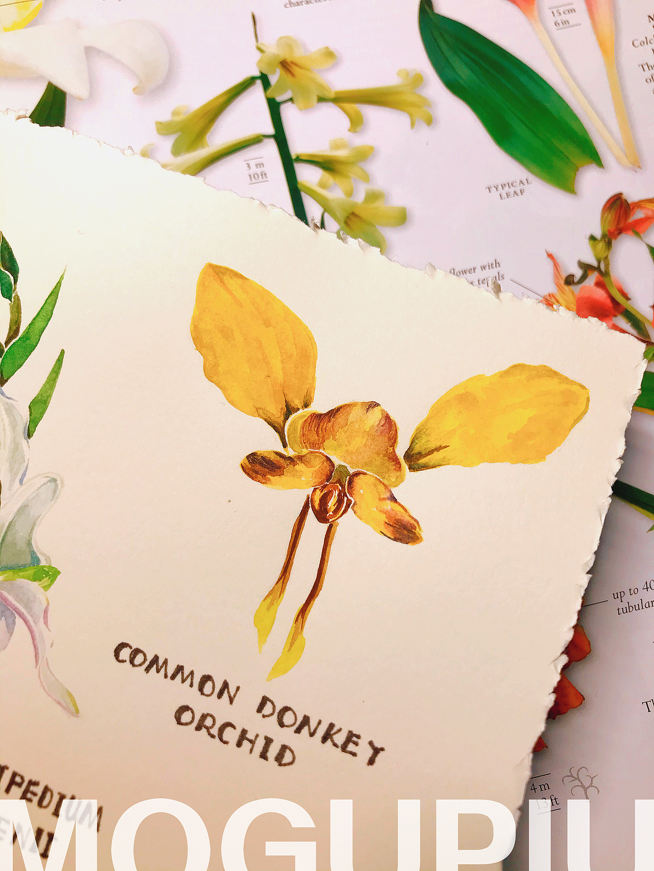 蘑菇PIU的自然笔记 关于春天 关于花开