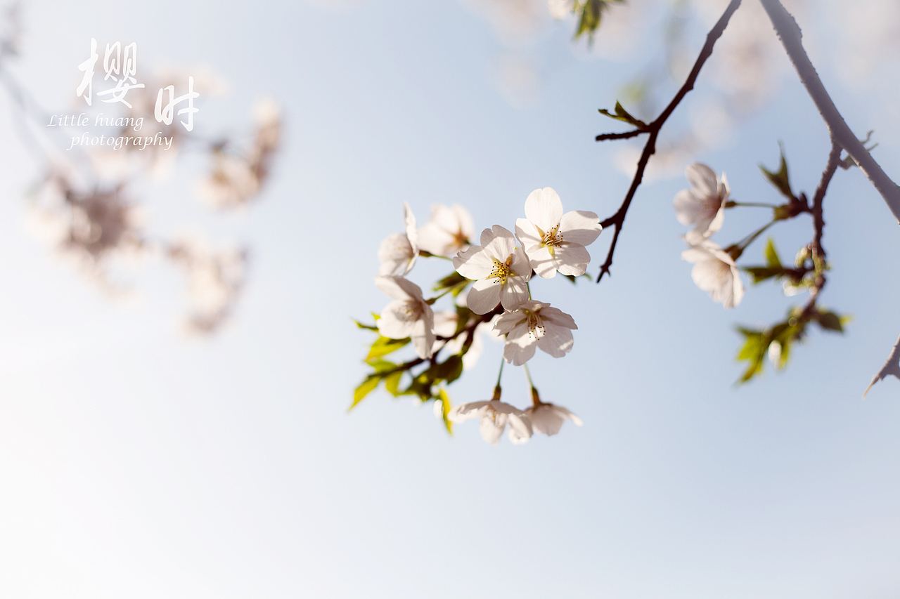 樱时（图ZMTUxMDIzOTI=） - 风光摄影 - 站酷设计师littlehuang原创素材 - 站酷ZCOOL