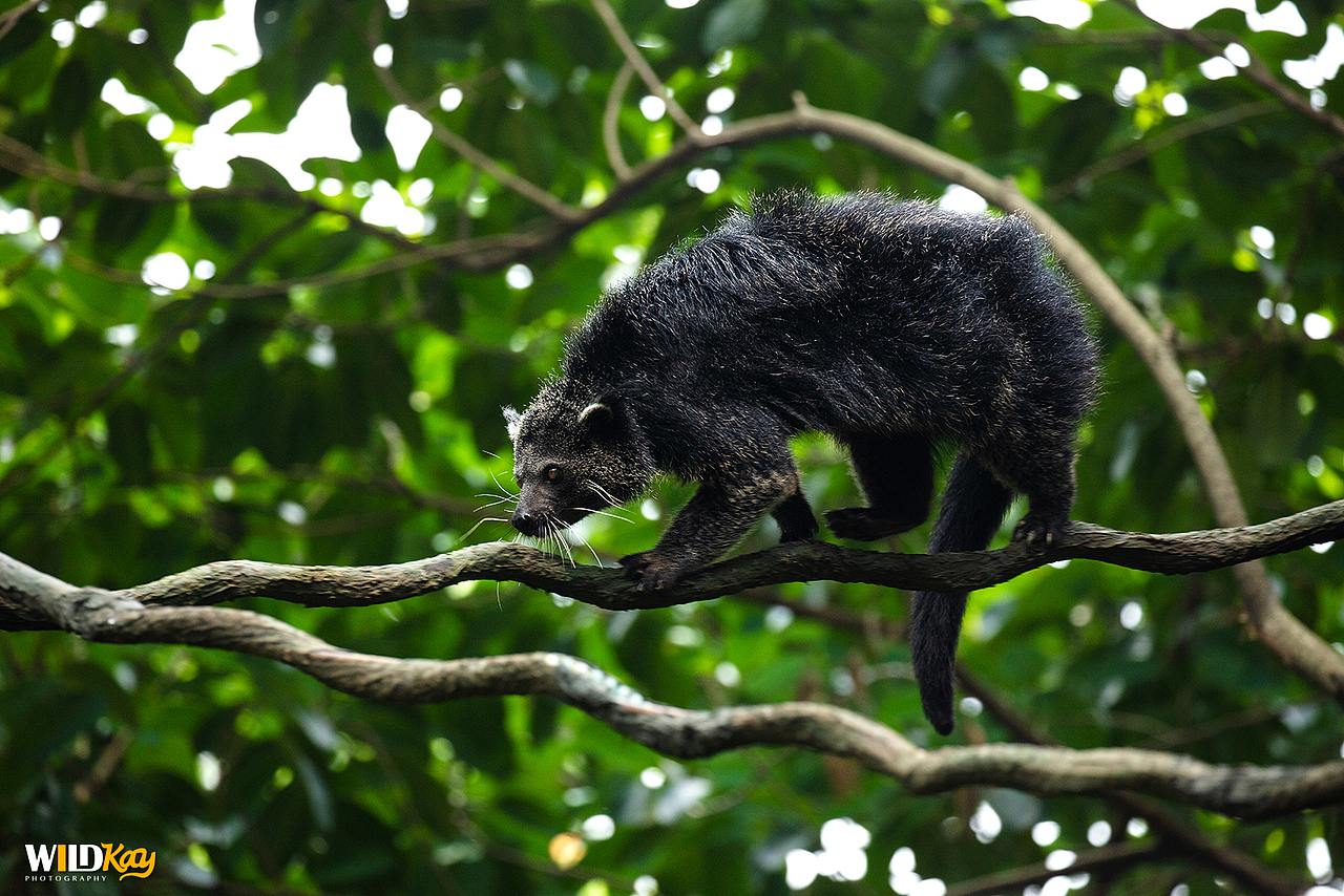 《生命和爱365》合集 I（图ZMTg0NTAwNjQ4） - 宠物摄影 - 站酷设计师WildKay原创素材 - 站酷ZCOOL