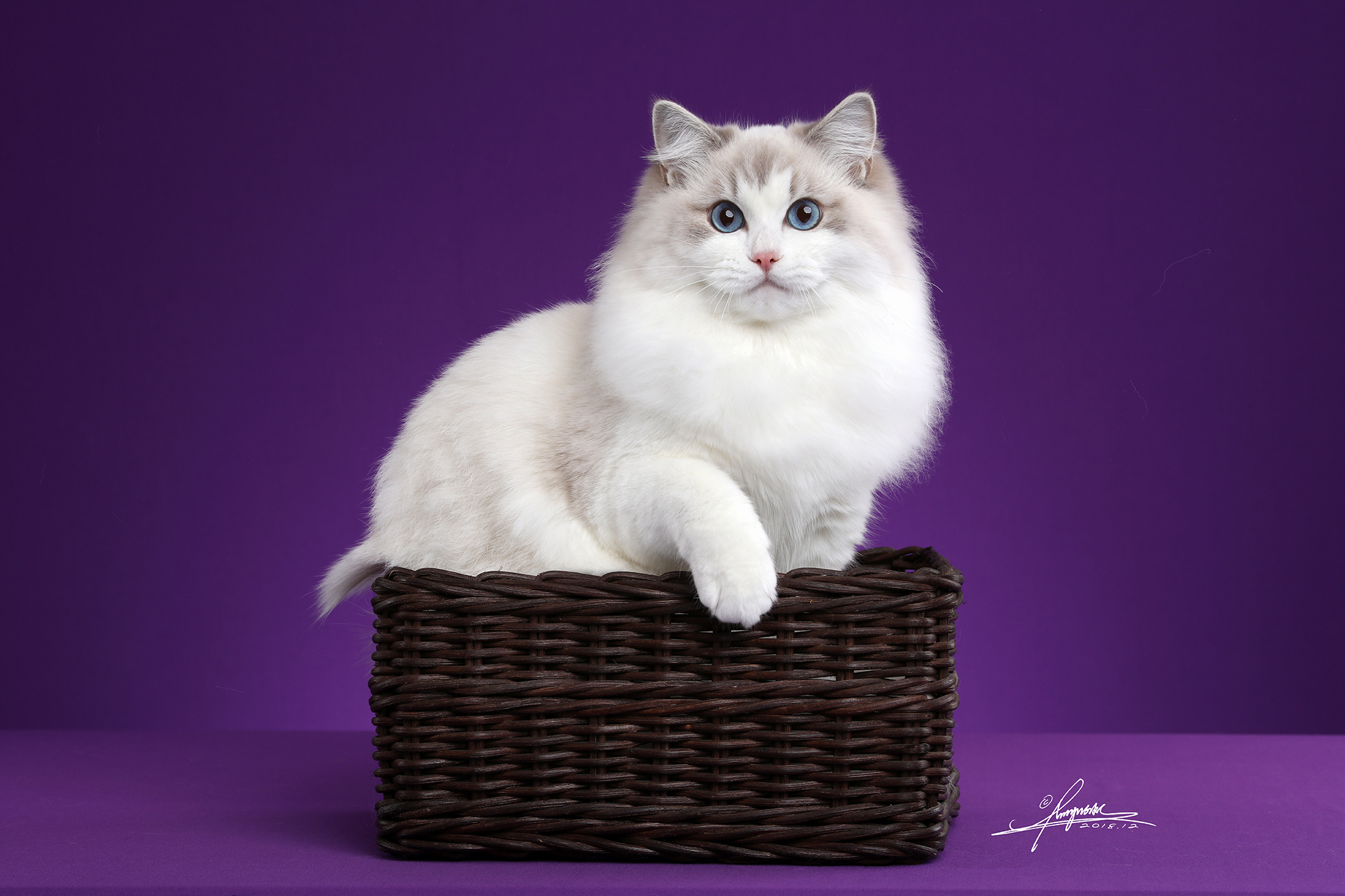 布偶猫|摄影|动物|amyworks赛猫摄影 - 原创作品 - 站酷 (zcool)