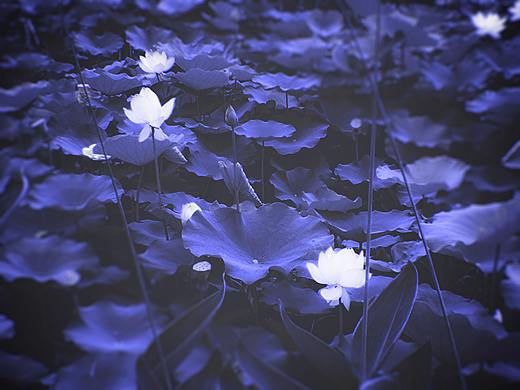 睡莲（个人主页-ZNTY5MDc2MzY=） - 其他 - 站酷设计师Z80546648原创素材 - 站酷ZCOOL