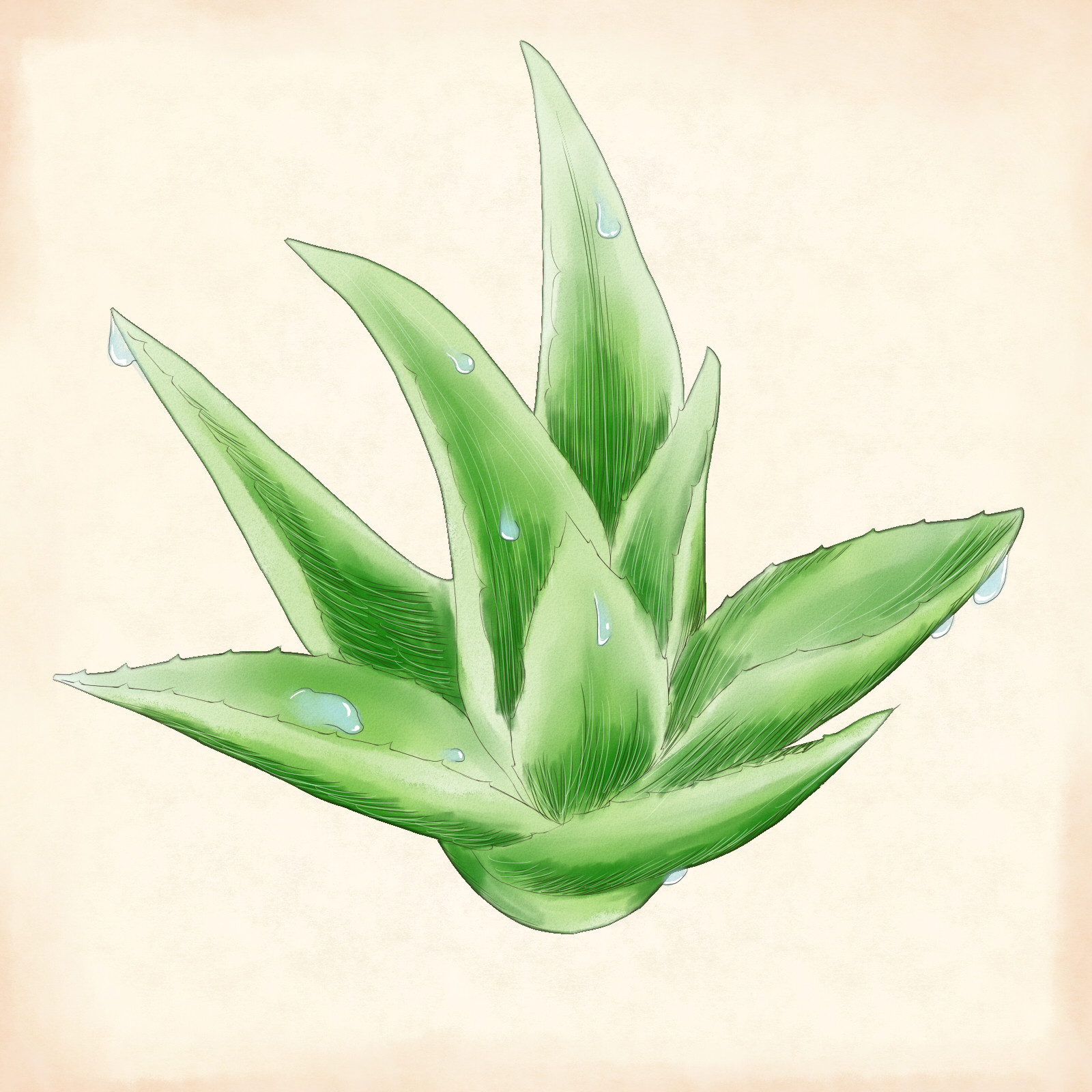 一些植物插画