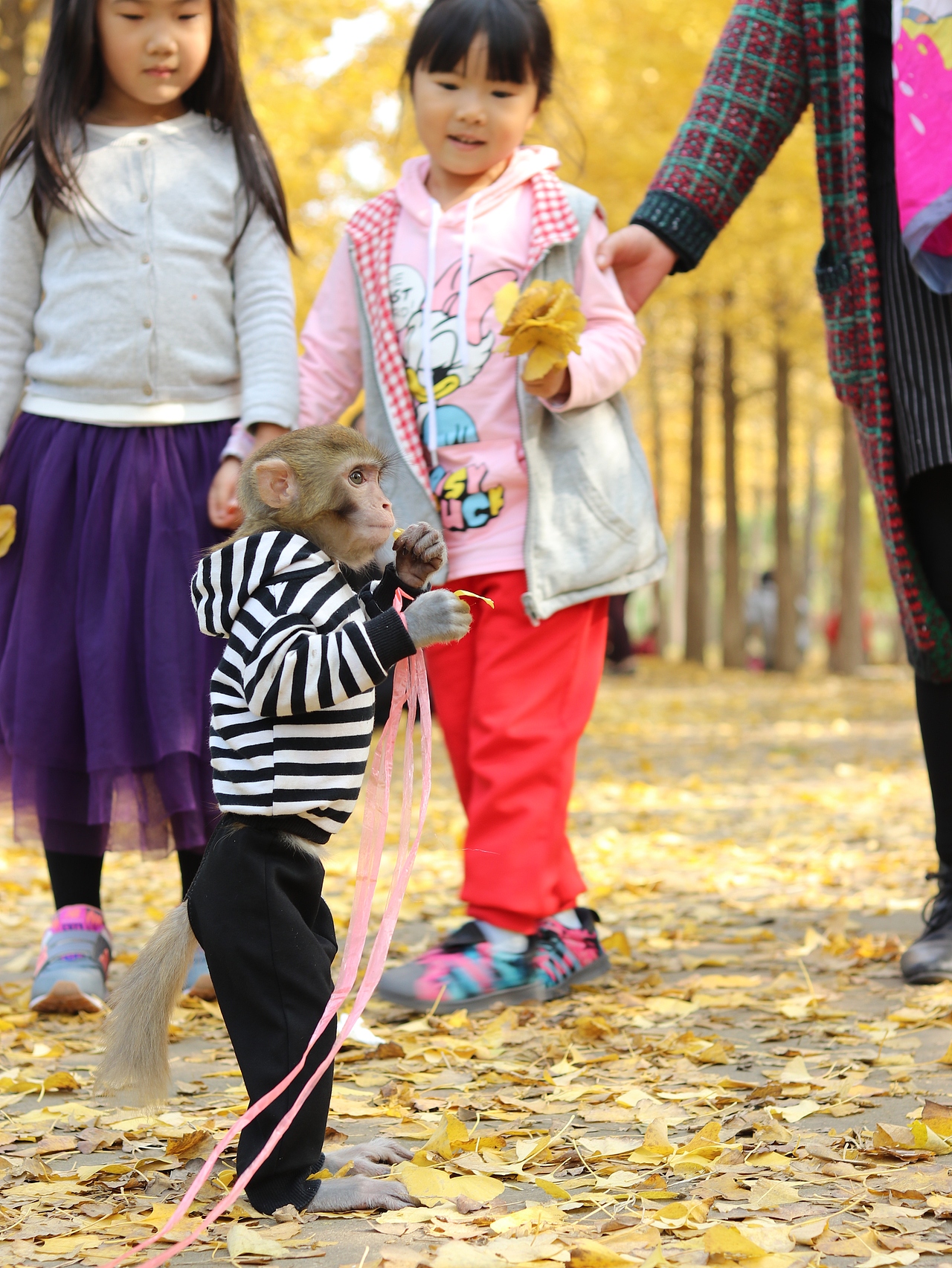 银杏林（图ZMTMzMjE3MDY4） - 风光摄影 - 站酷设计师梦醒时分sr原创素材 - 站酷ZCOOL