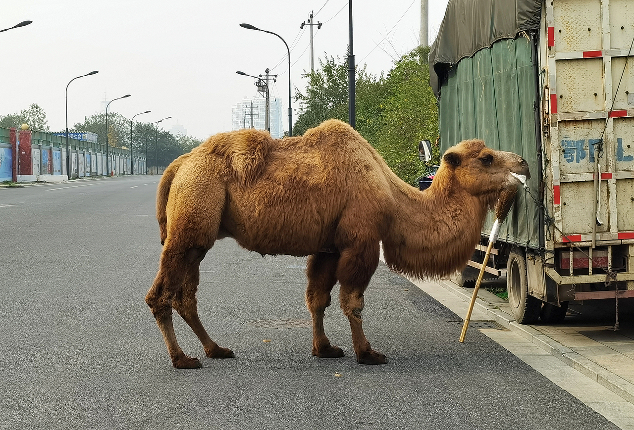 骆驼|摄影|宠物摄影|夫唯_原创作品-站酷zcool