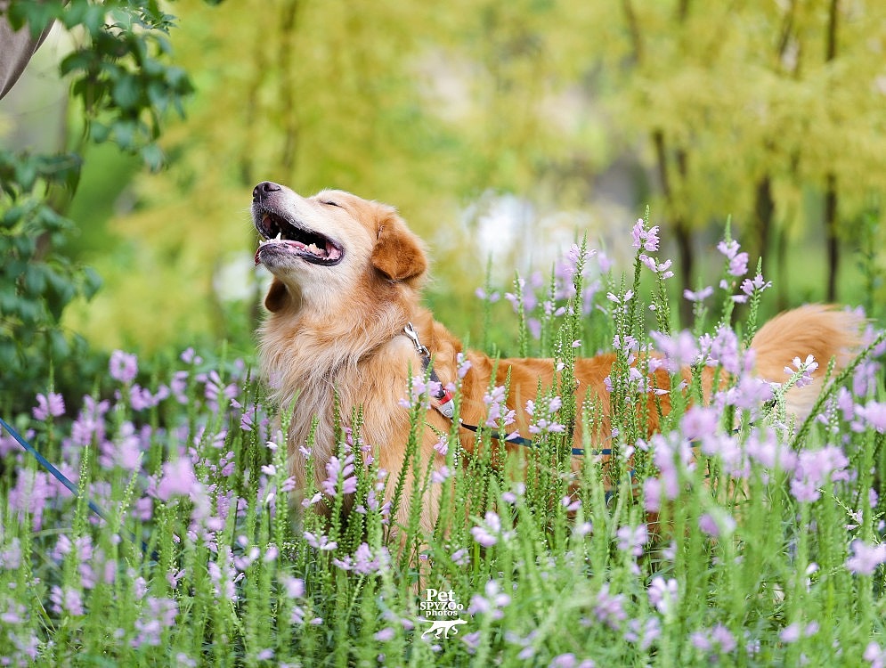 啤酒加白酒 宠物摄影spyzoo