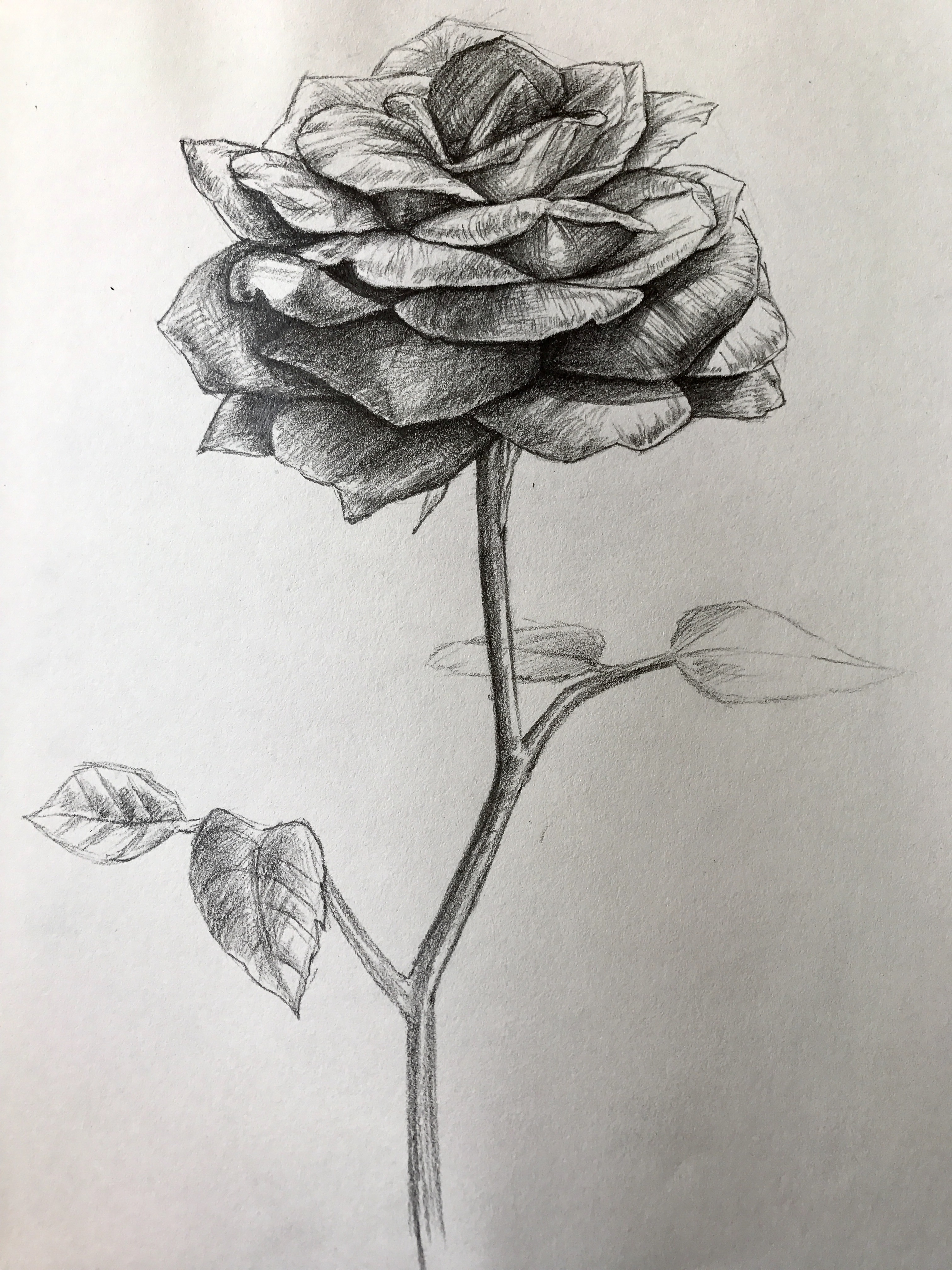 画一朵玫瑰花素描图片