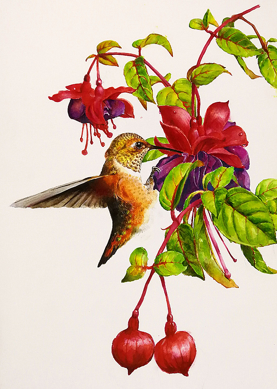 水彩灯笼花写生