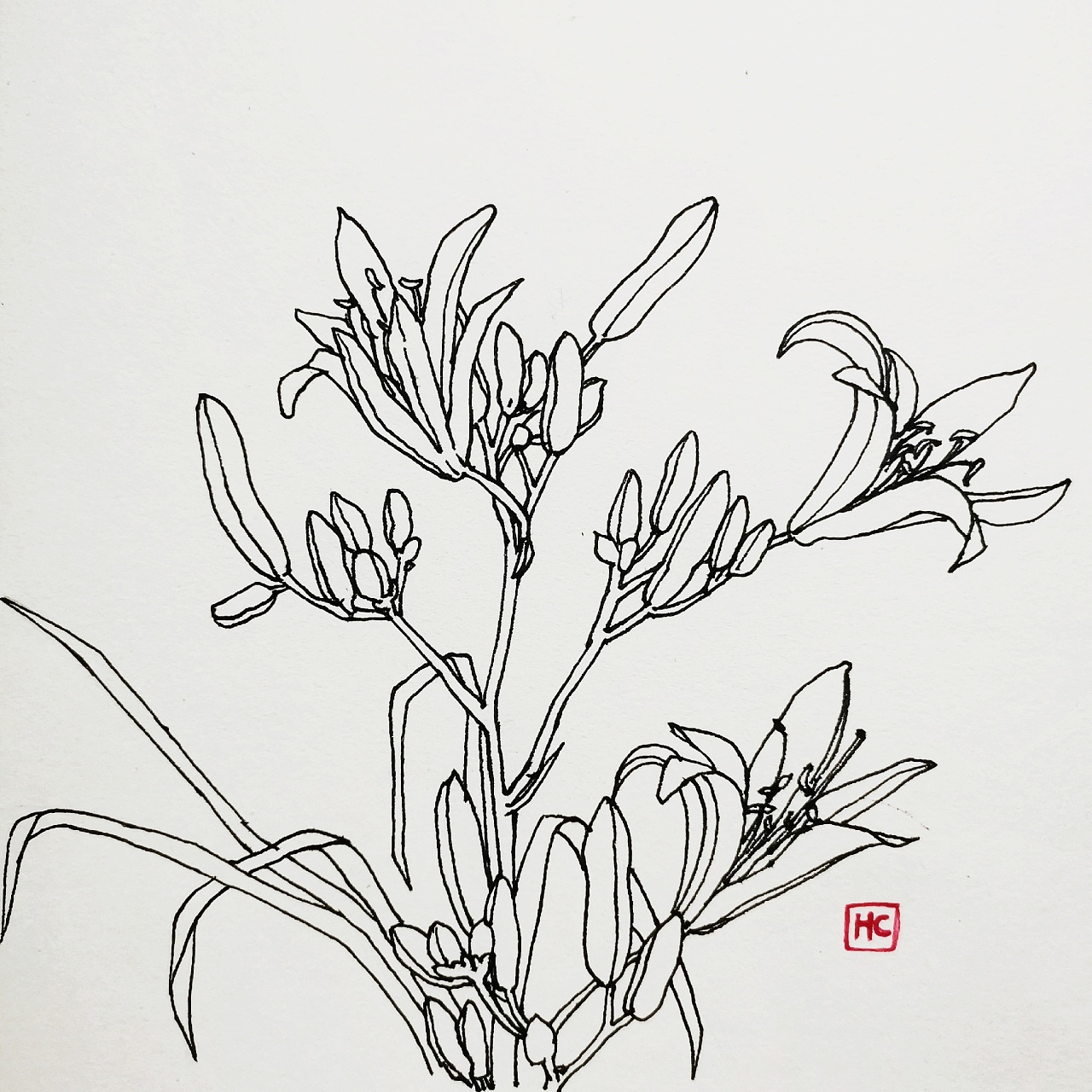 每日一画白描花卉