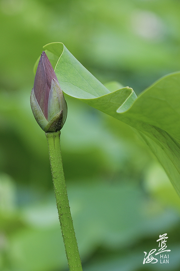 夏荷（图ZMjYzODI2Nzg0） - 风光摄影 - 站酷设计师Z13172302原创素材 - 站酷ZCOOL