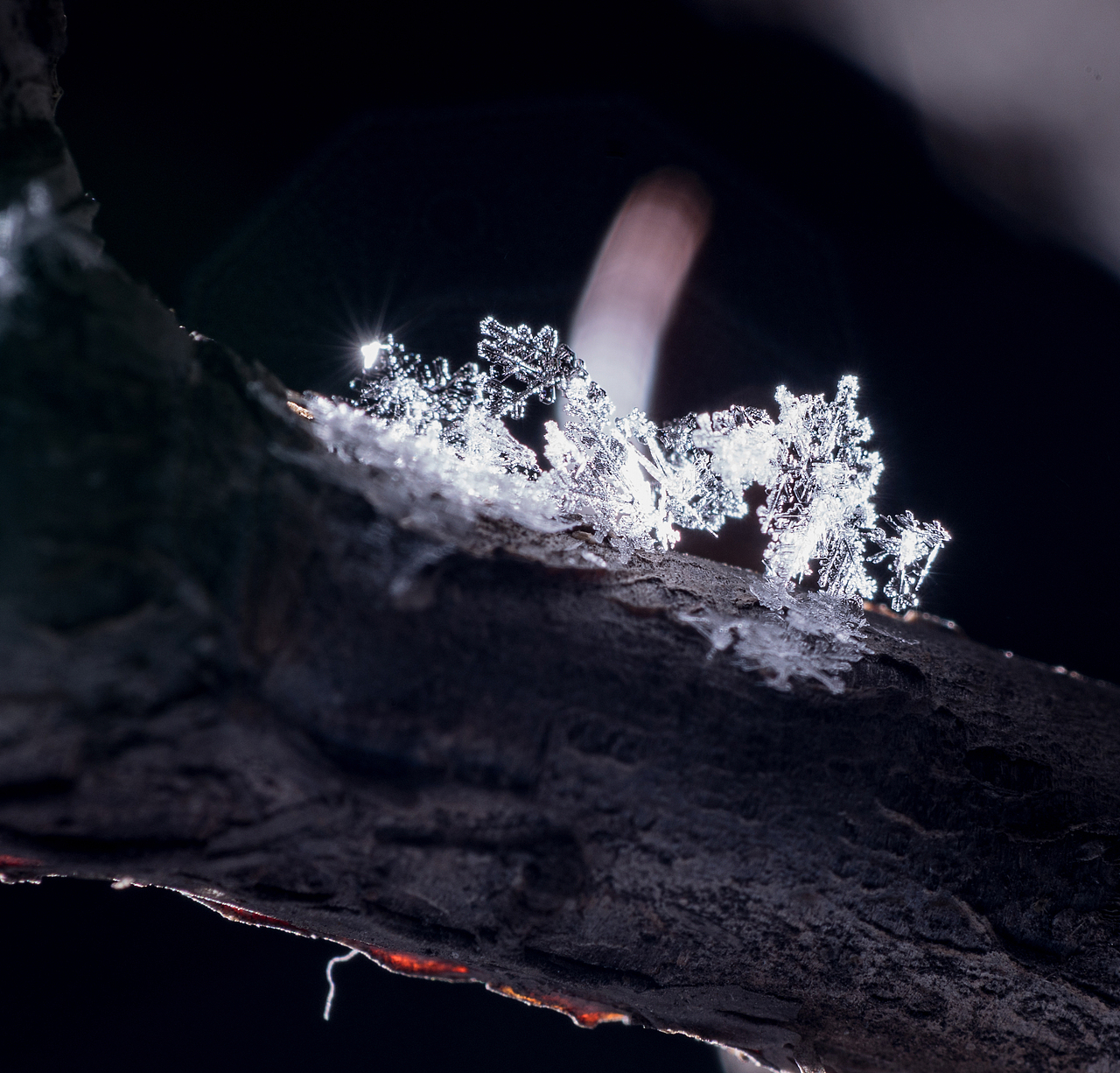 微观世界看雪花