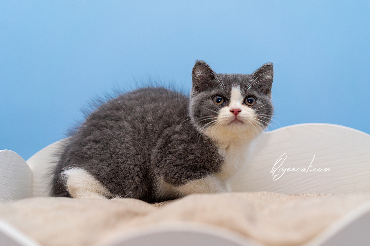 七叶英短猫舍英国短毛猫蓝白蓝猫宠物猫摄影图