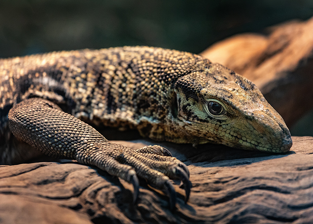 囚徒的目光（图ZMTU0MTg5OTcy） - 宠物摄影 - 站酷设计师艺海拾贝摄影原创素材 - 站酷ZCOOL