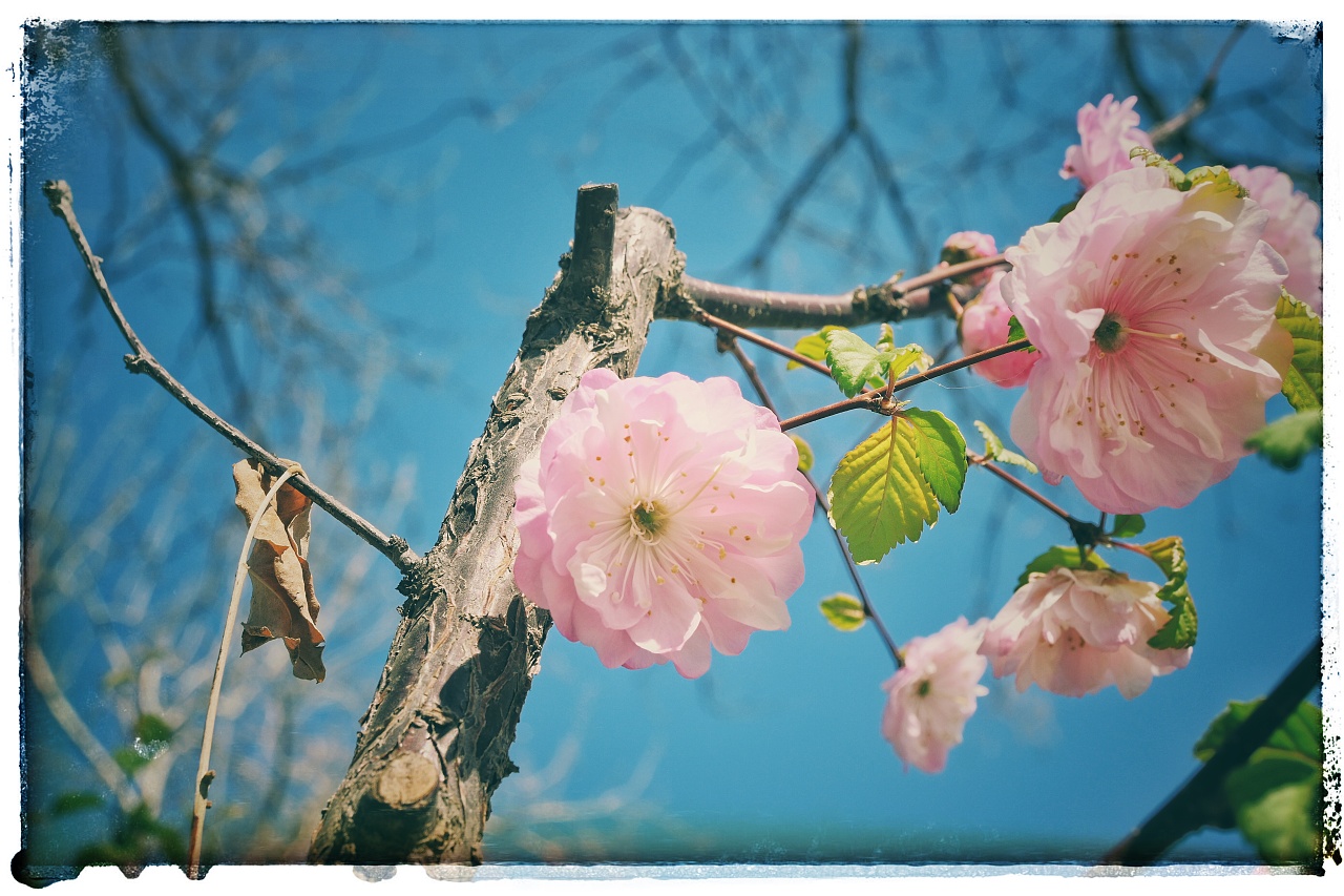 春意盎然|摄影|修图/后期|夏日里的香气 - 原创作品 - 站酷 (zcool)