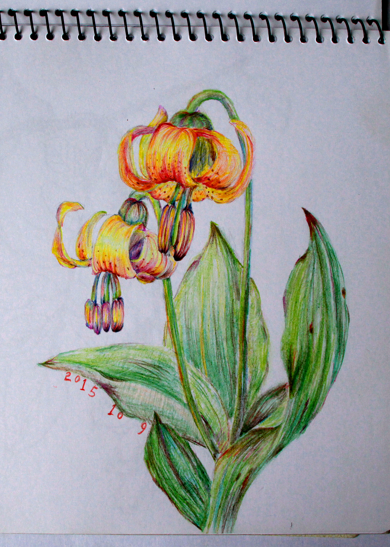 彩铅和钢笔素描的一些插画