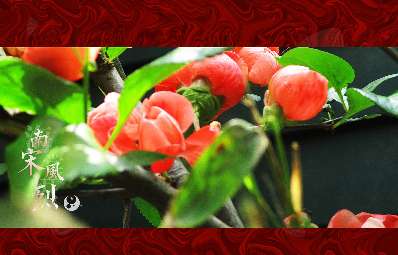 海棠摄——南宋风烈