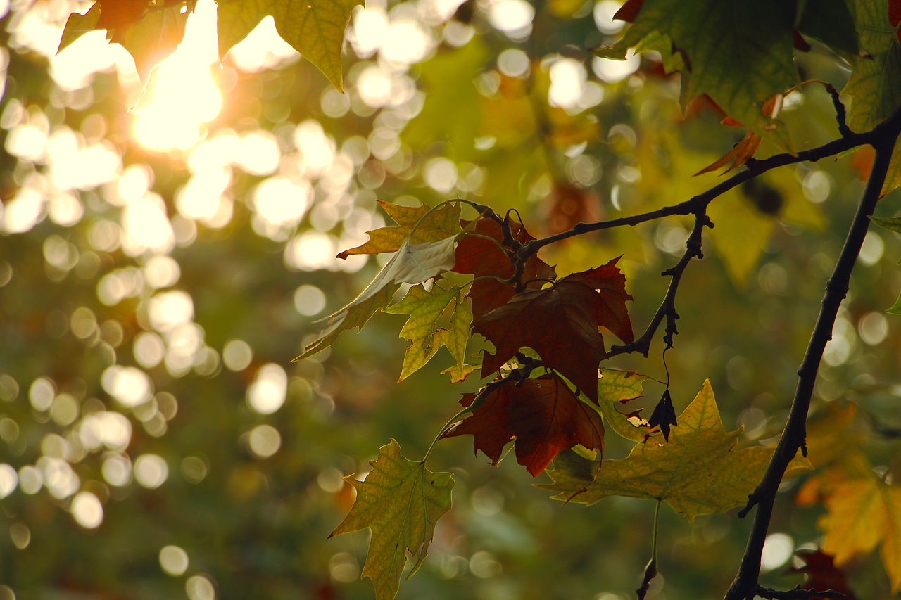 一杯苦楚尽入喉