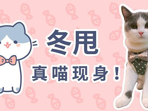 铲屎官太穷，冬甩亲自出道表情包养家糊口