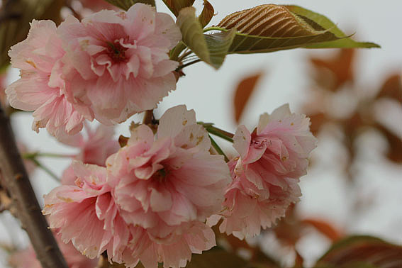 【摄影】那些它－猫－蝶－花（图ZNTkwNDc4OA==） - 风光摄影 - 站酷设计师naza原创素材 - 站酷ZCOOL