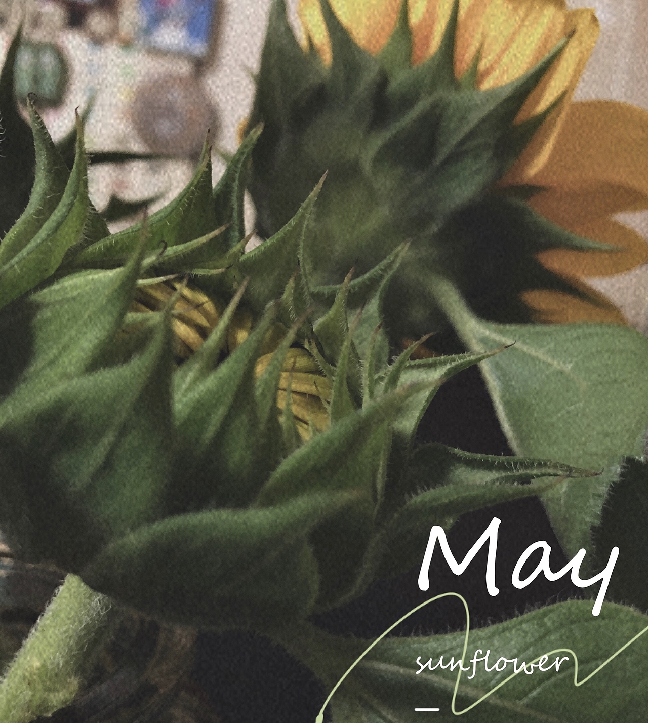 最近养的花（图ZMjA1NTE0NTI0） - 产品摄影 - 站酷设计师饼干咔嚓脆原创素材 - 站酷ZCOOL