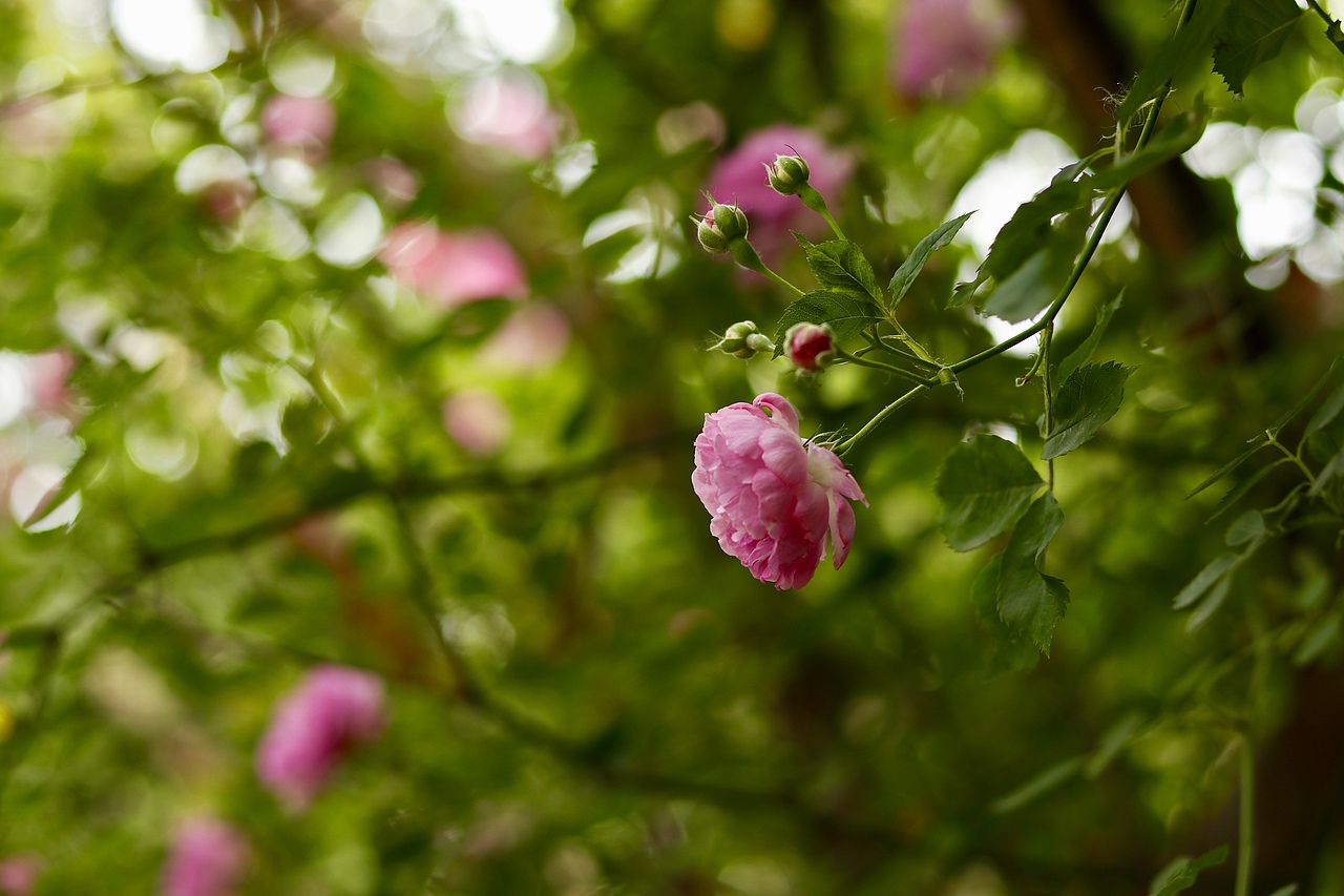 属于月季花的季节（图ZMTE1MzAxNDI4） - 风光摄影 - 站酷设计师冰无漪原创素材 - 站酷ZCOOL