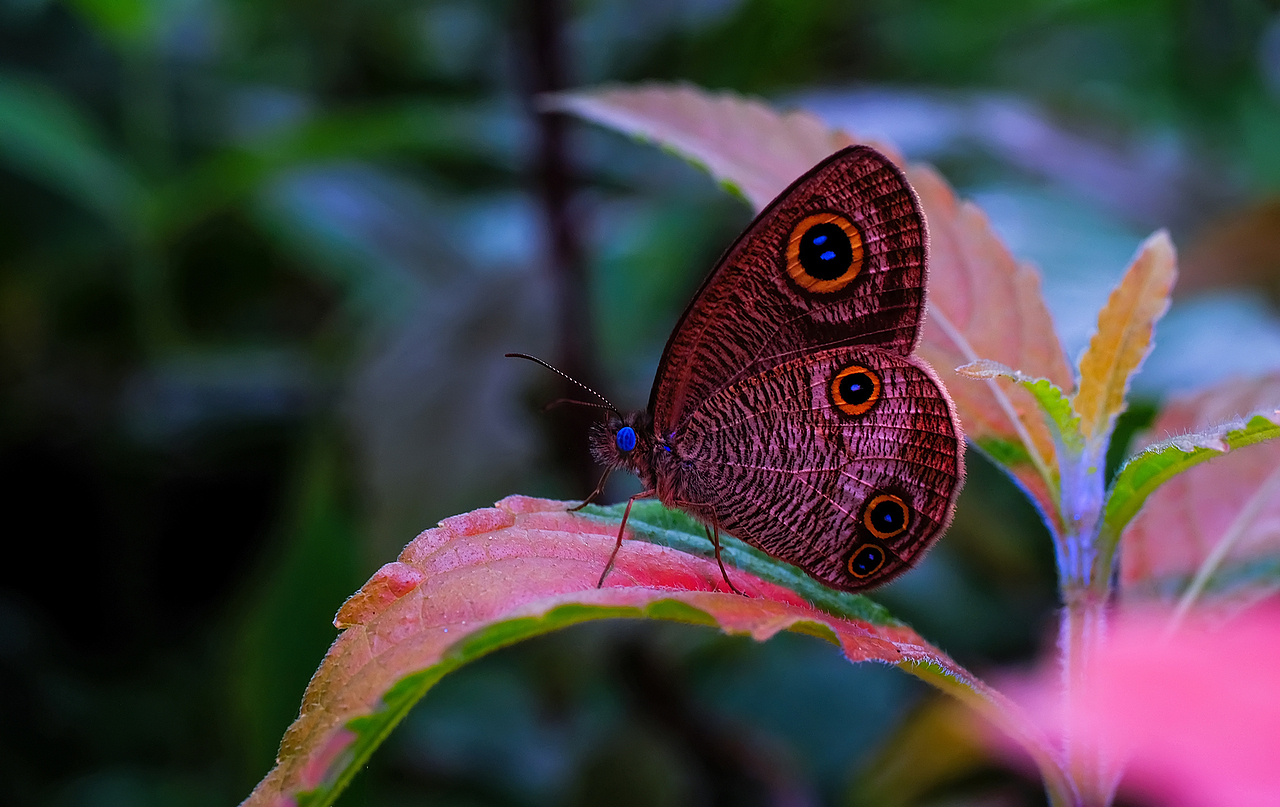 荧光紫外生态微距摄影-瓜哥带你寻找不一样的色彩（图ZMjI4MTExOTQ4） - 风光摄影 - 站酷设计师瓜哥微距摄影原创素材 - 站酷ZCOOL