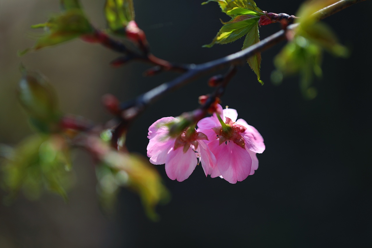 云之南花季（图ZMTA3MjM2NzY4） - 风光摄影 - 站酷设计师源起原创素材 - 站酷ZCOOL