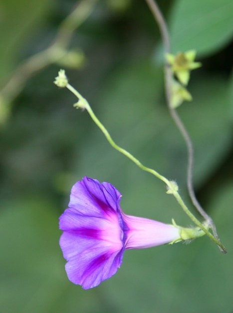 花草摄影13521217471