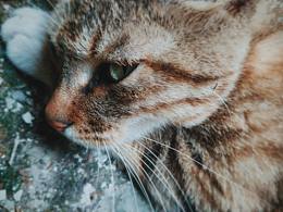 摄影 | 图书馆的猫
