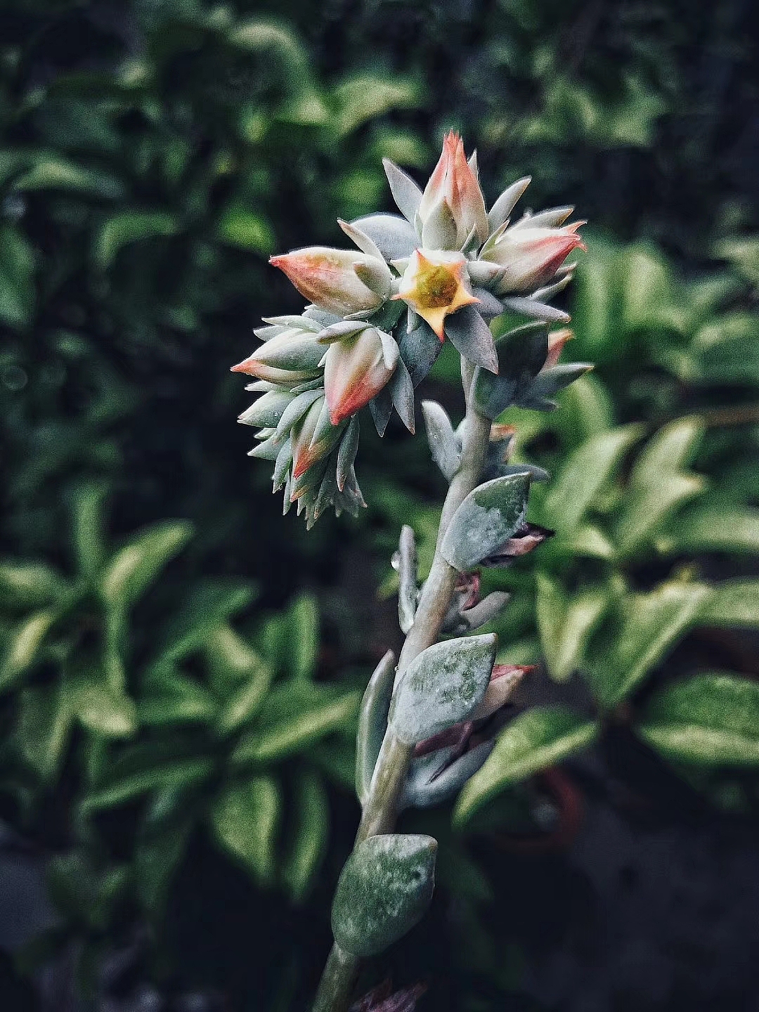 花（图ZMTM0NjYwNTM2） - 风光摄影 - 站酷设计师她说tashuo原创素材 - 站酷ZCOOL