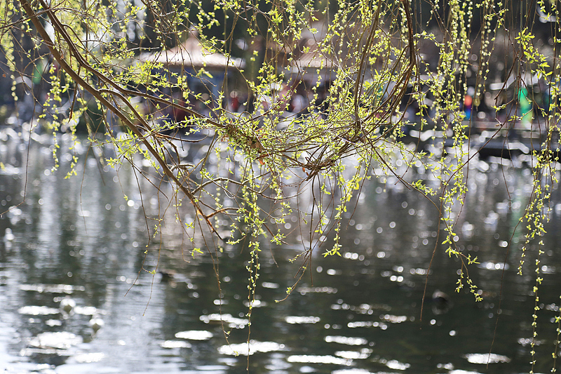 昆明的春天（圖ZMjQ5MTEyMjQ=） - 風(fēng)光攝影 - 站酷設(shè)計(jì)師secwind原創(chuàng)素材 - 站酷ZCOOL