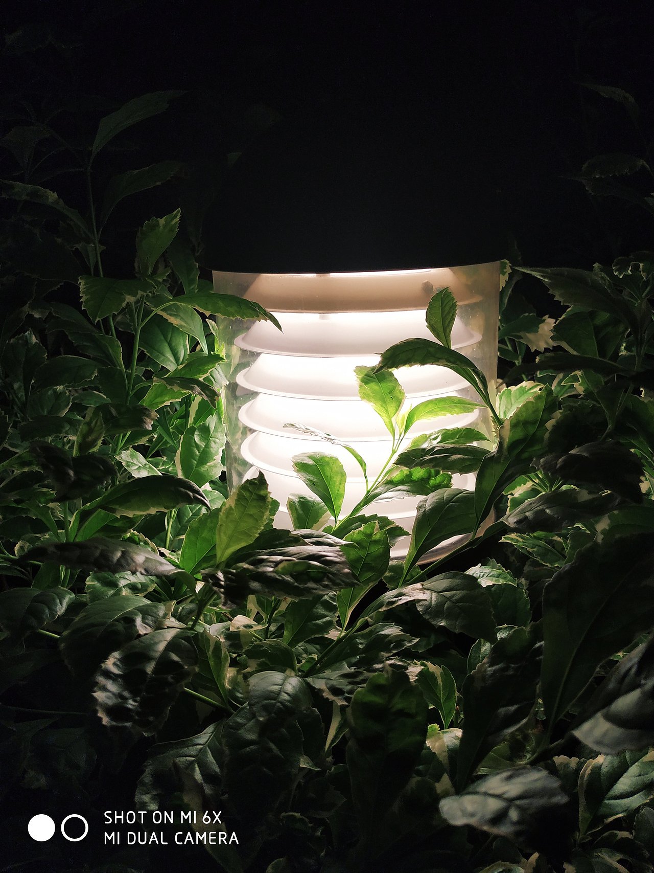 草木（图ZMTY4MDIyOTE2） - 风光摄影 - 站酷设计师测试设计原创素材 - 站酷ZCOOL