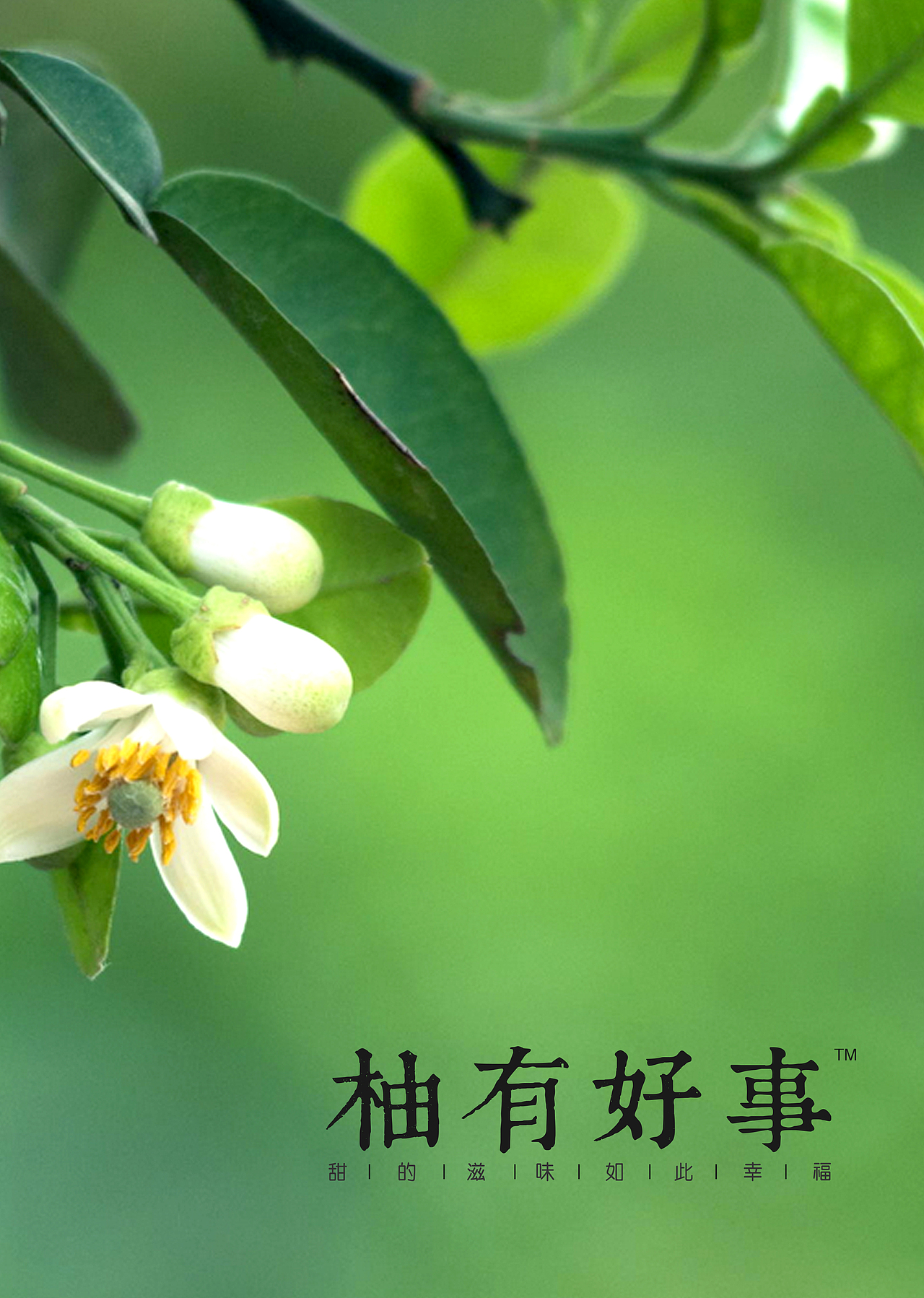 柚有好事LOGO提案（图ZMjQ2MjkxNzI=） - Logo - 站酷设计师tony16883原创素材 - 站酷ZCOOL
