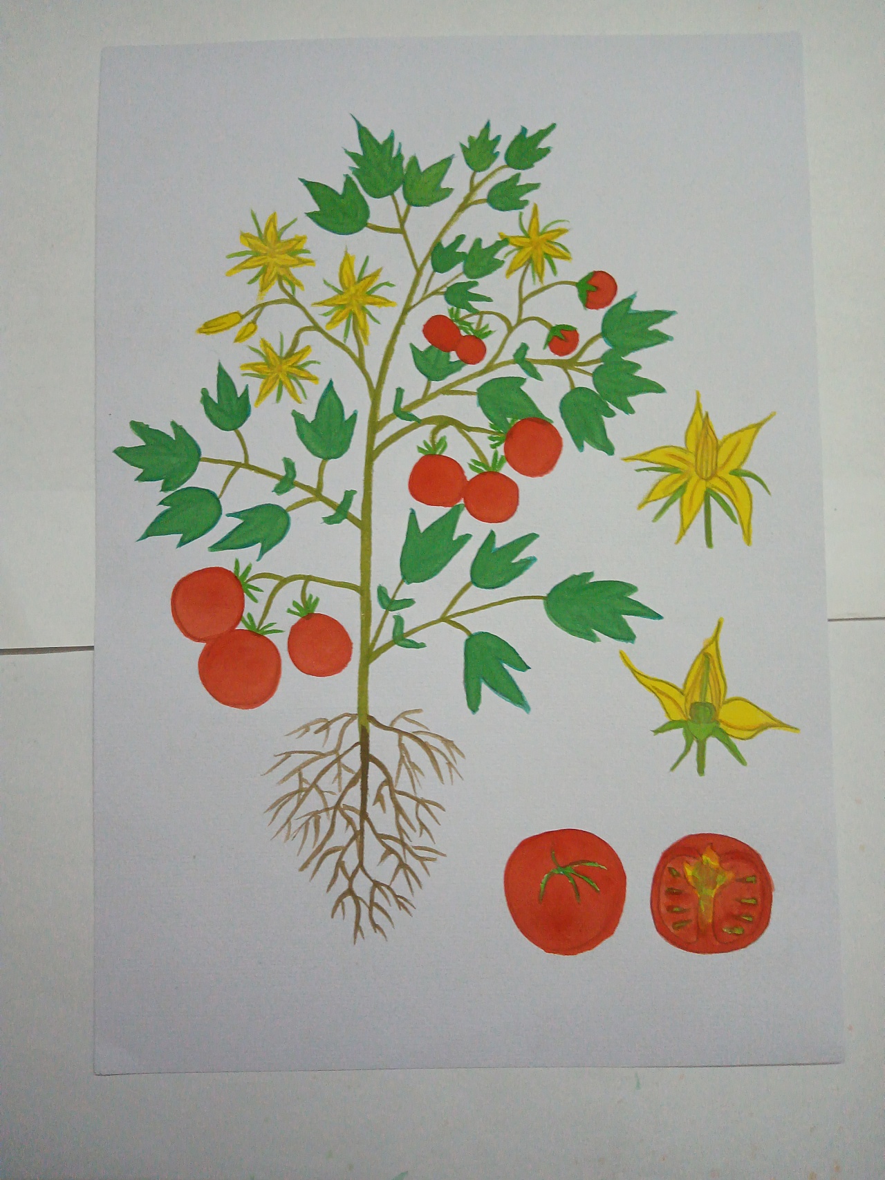 西红柿幼苗简笔画图片