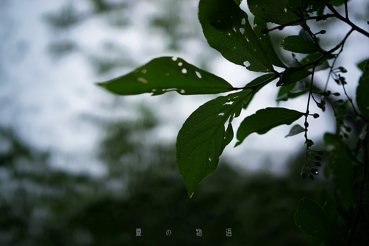 小黑卡日志-五月-夏の物语（四）