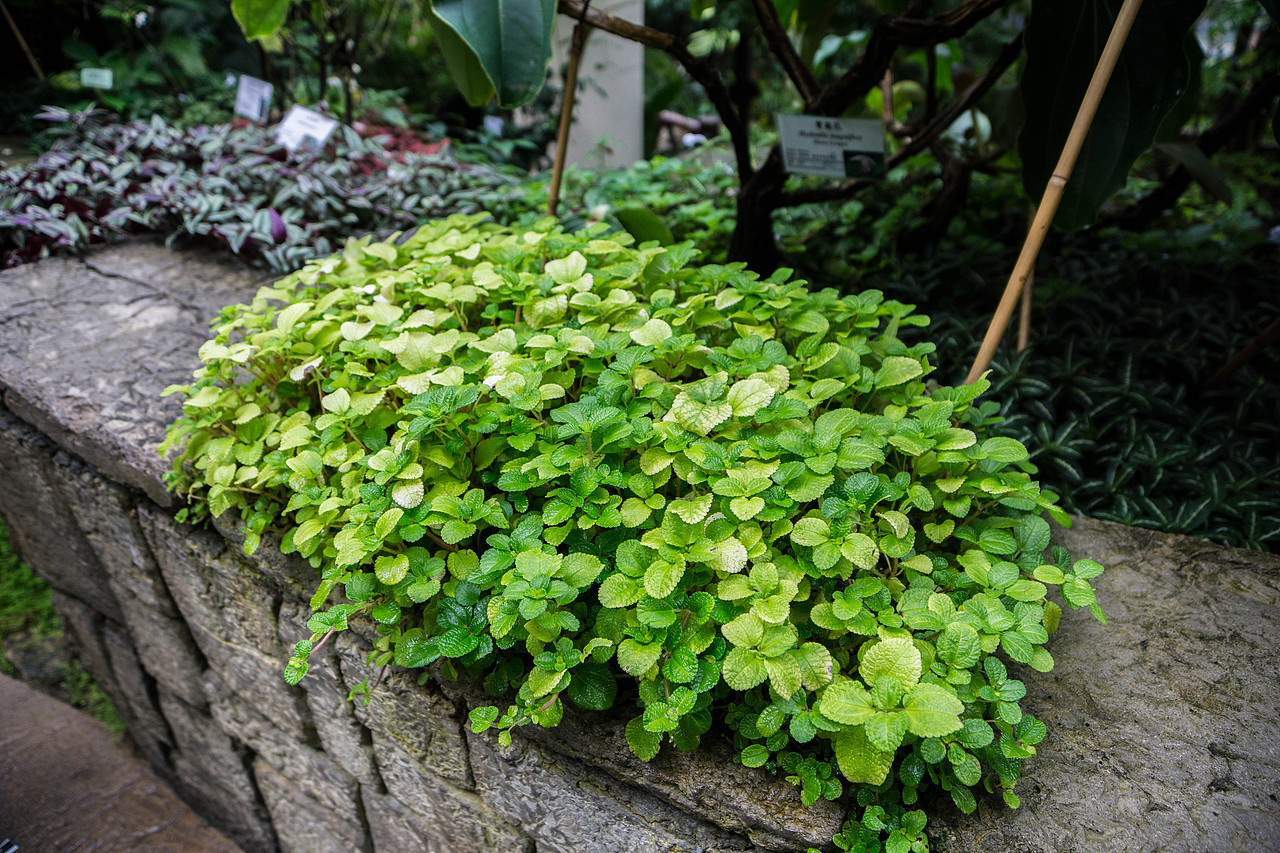 闹市中,有一片动植物的天堂