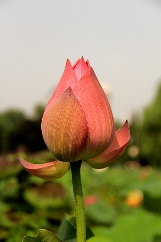 单反の莲花世界（图ZMTMwOTEwODA=） - 风光摄影 - 站酷设计师小屁颠原创素材 - 站酷ZCOOL