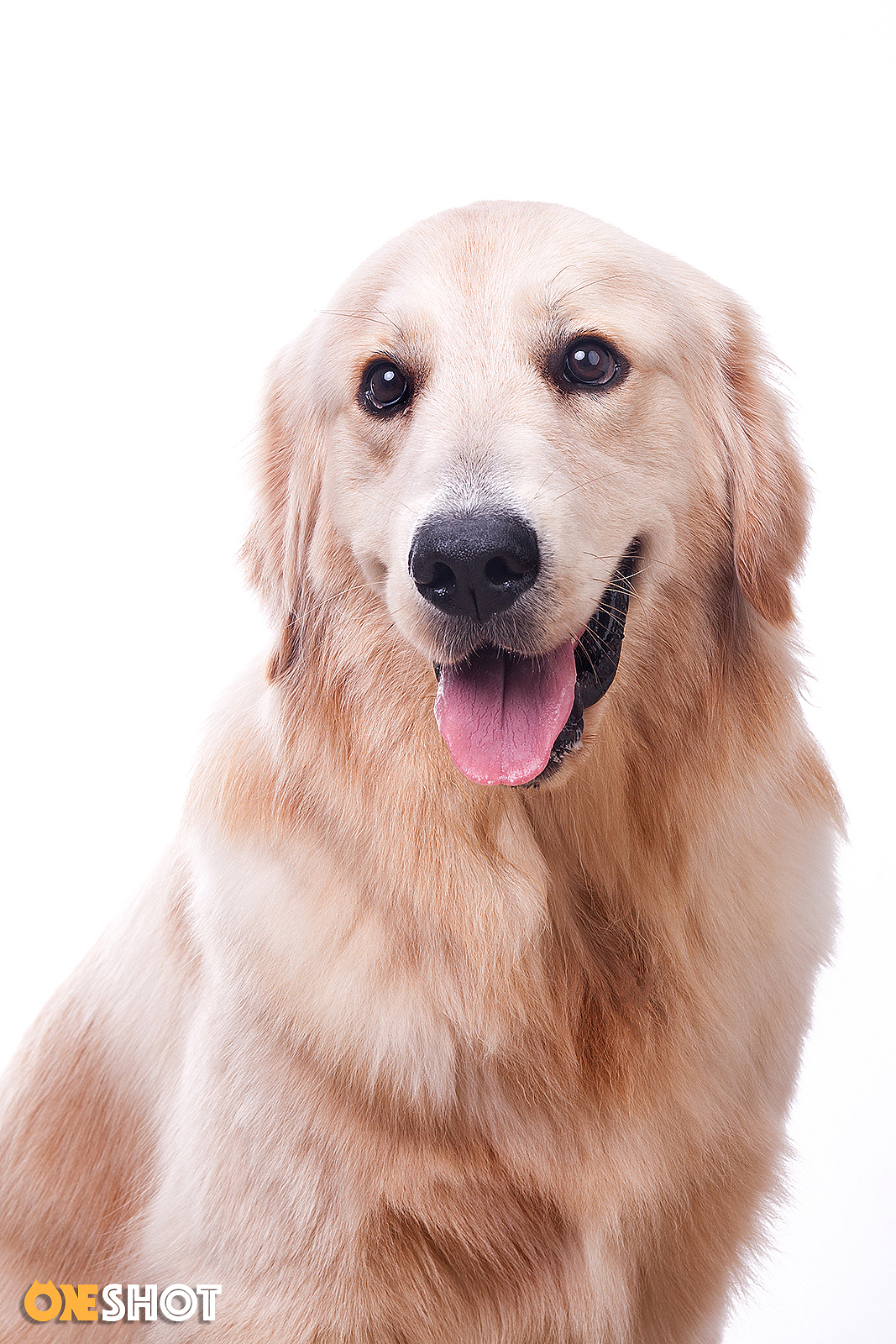 一些宠物棚拍肖像