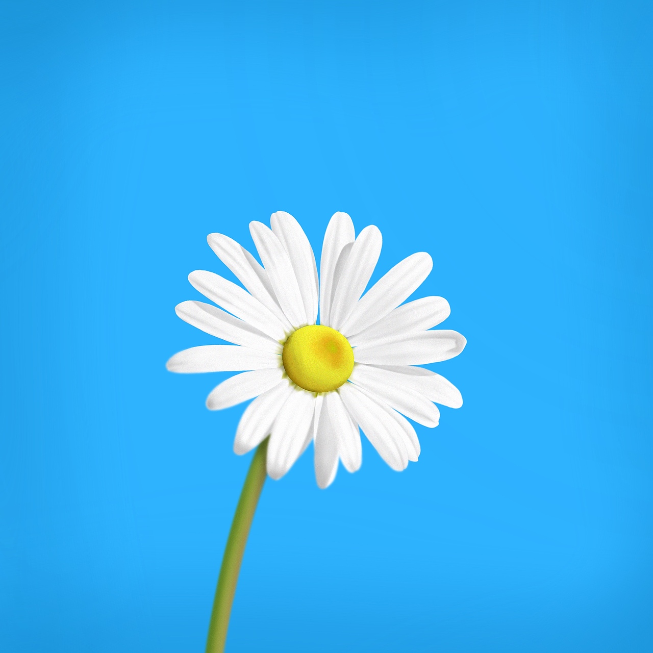 雏菊|插画|创作习作|白山小妖_原创作品-站酷(zcool)