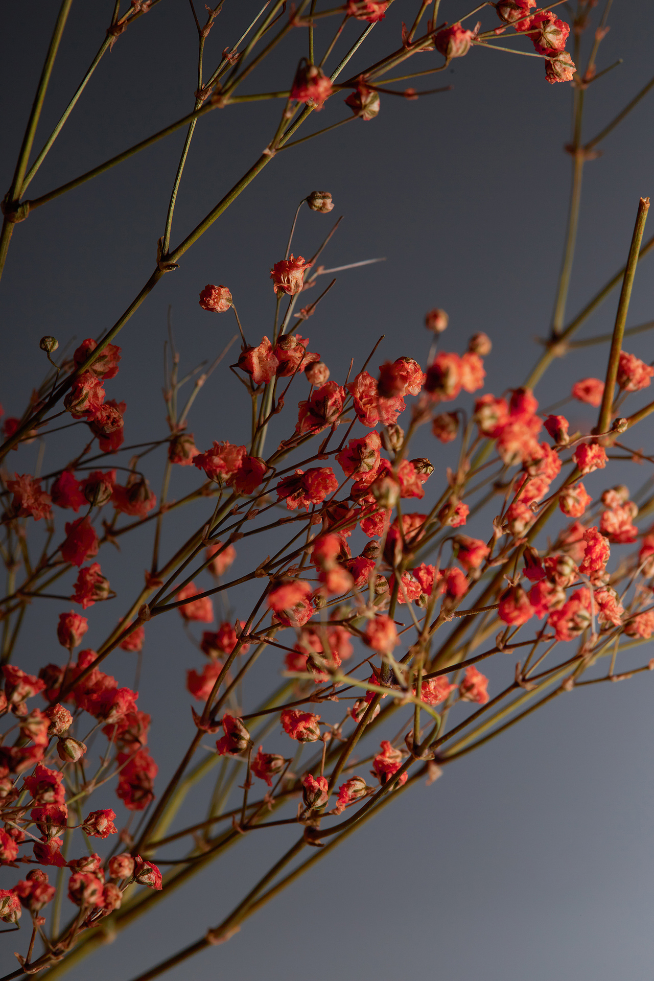 干花（图ZMjMwNTQ5NjA4） - 风光摄影 - 站酷设计师老杜头原创素材 - 站酷ZCOOL