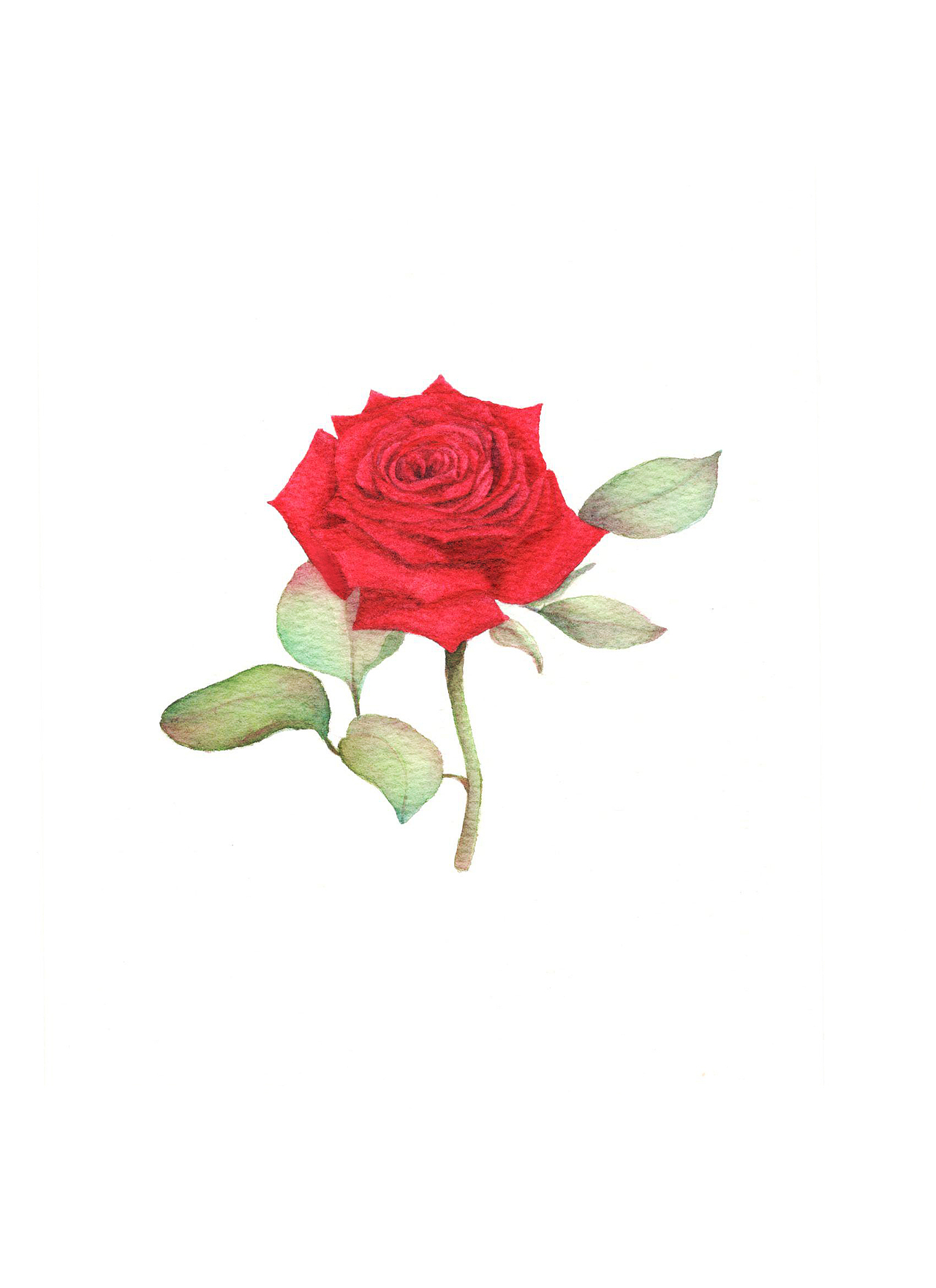 玫瑰手绘作品信息创作时间2018/08/24添加表情作品小结  中国风插画