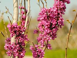 春天的約會(huì)