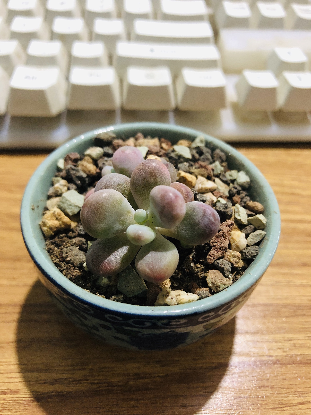 多肉 绿萝 实拍（图ZMTM3Nzk5NzQw） - 产品摄影 - 站酷设计师赣南小伙原创素材 - 站酷ZCOOL