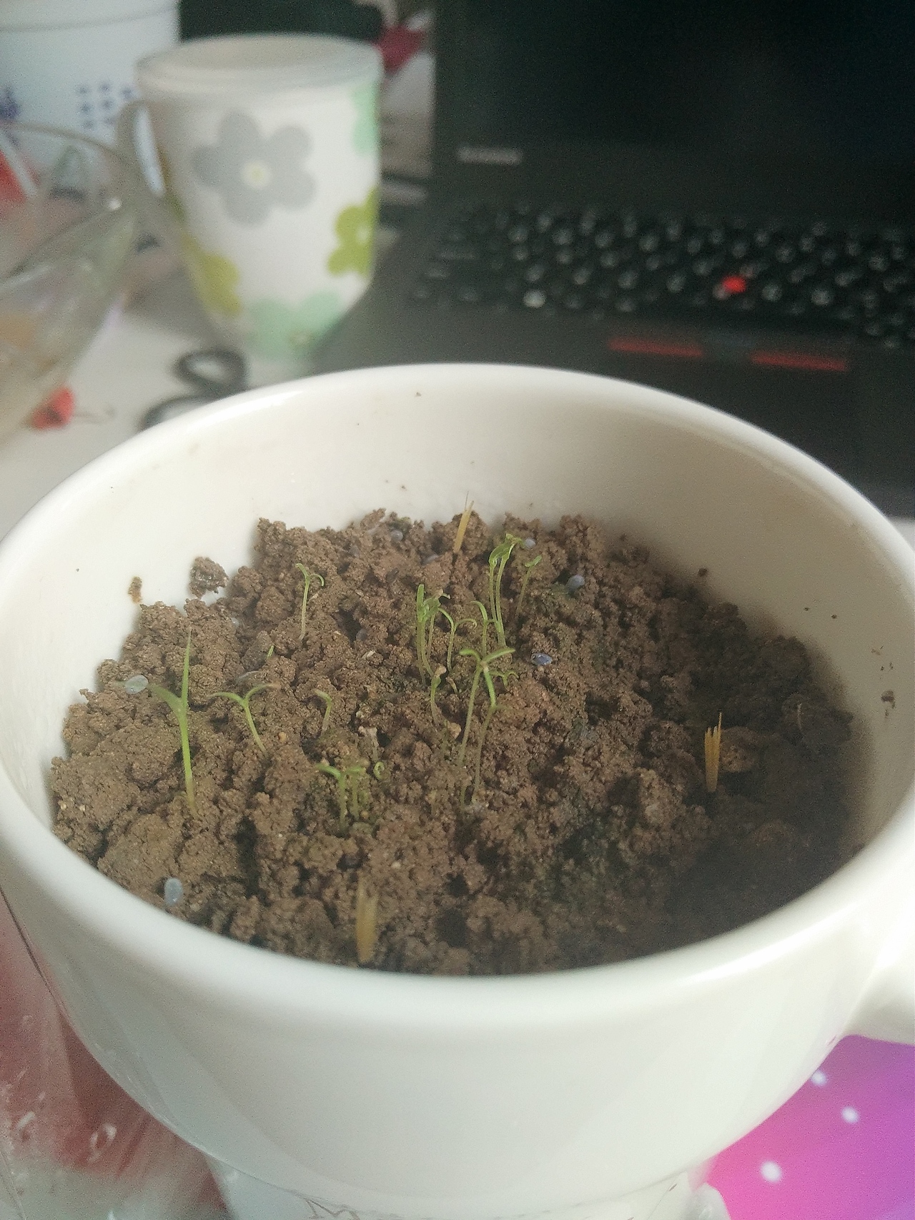 种子终于发芽了