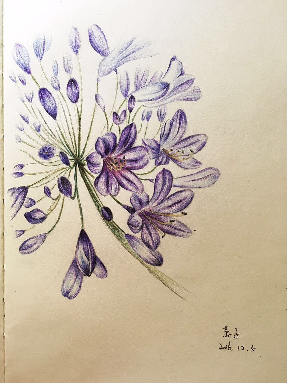 【彩铅2017】一些花卉的练习