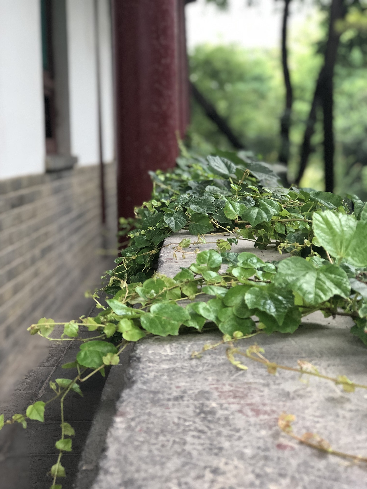 雨后……（图ZMTc0Njg1NTI4） - 人文/纪实摄影 - 站酷设计师vivian乔原创素材 - 站酷ZCOOL