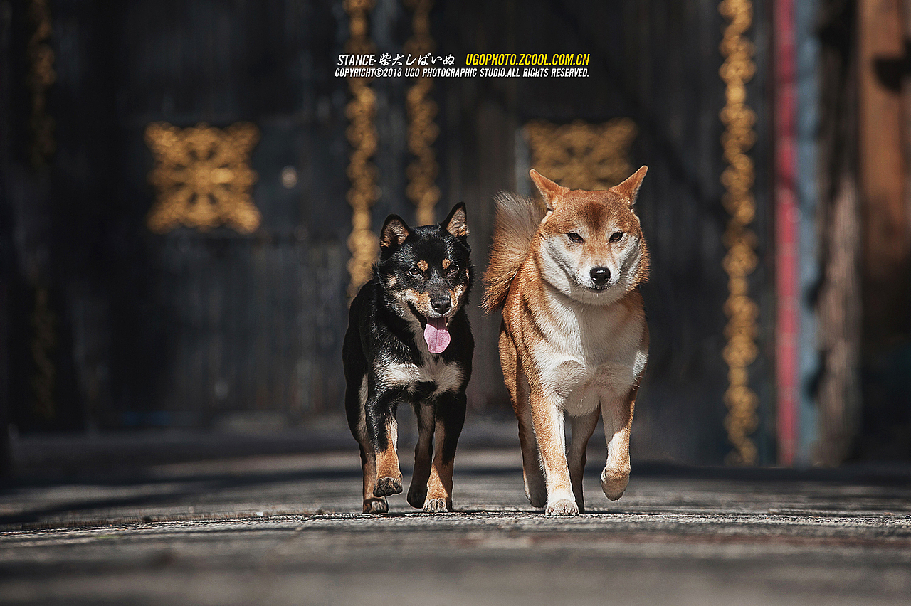 柴犬しばいぬ专辑【动物摄影师何某某个人作品21】（图ZMTE1MzM1MDg0） - 宠物摄影 - 站酷设计师超级何某某原创素材 - 站酷ZCOOL
