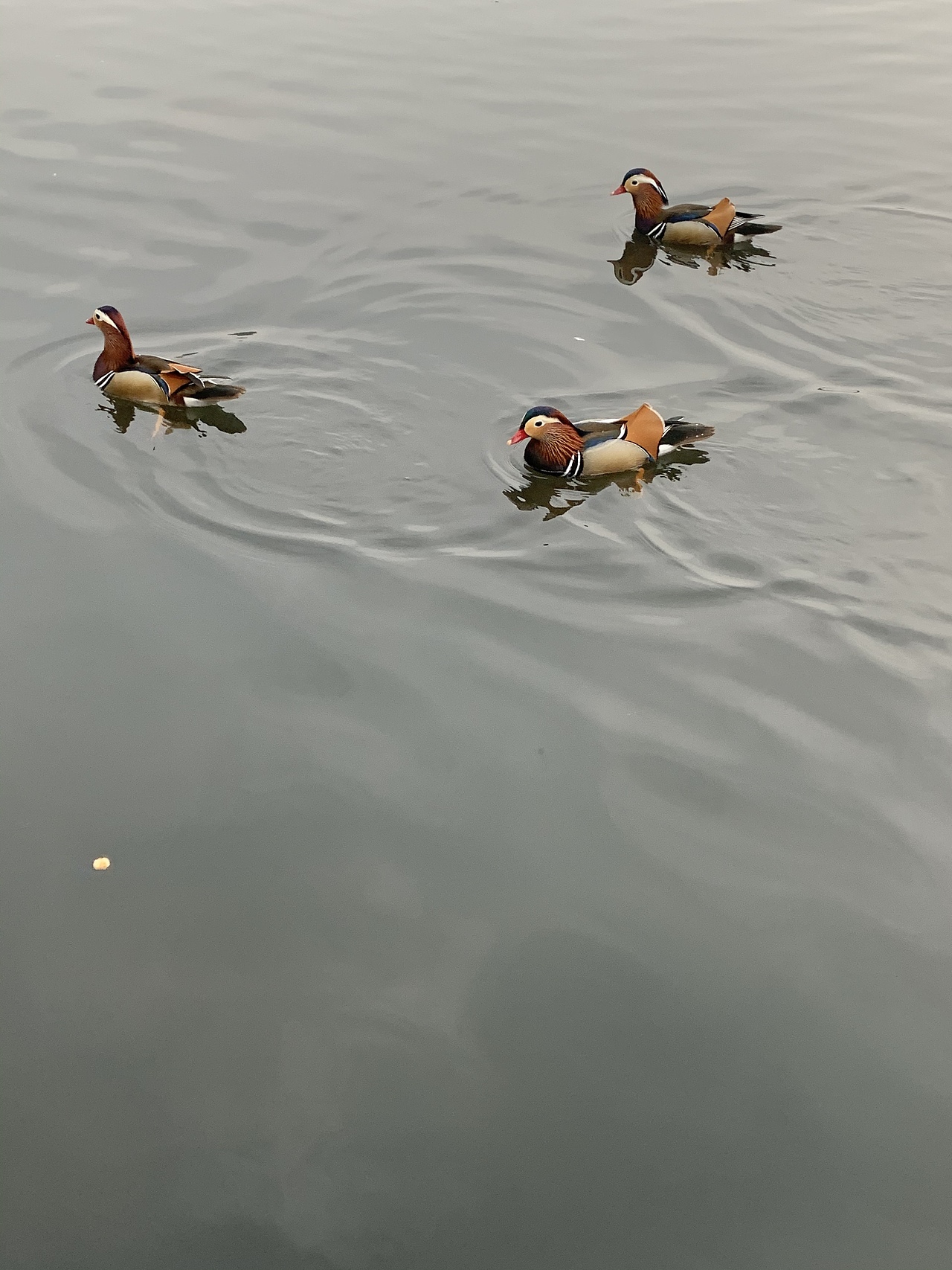 桃花春木渌,水上鸳鸯浴。