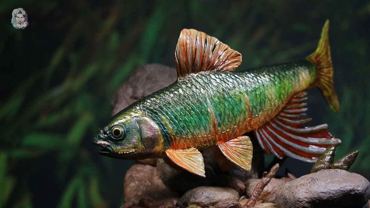 原生鱼—宽鳍鱲涂装分享